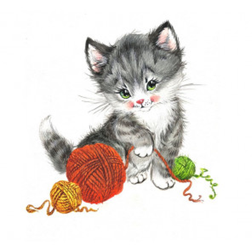 a cat